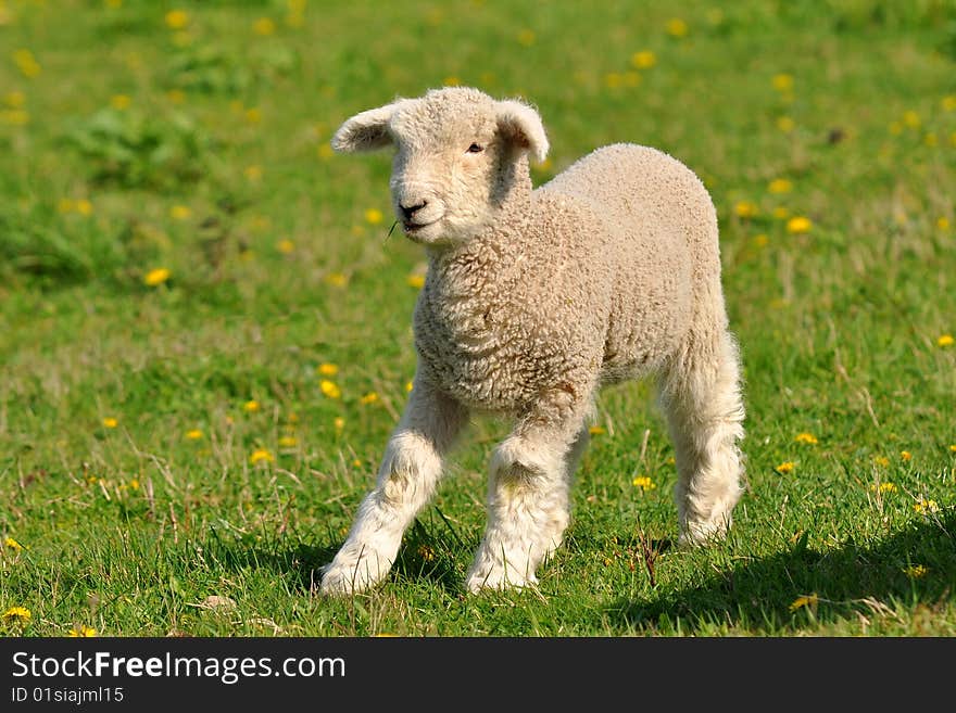 Young lamb and dandelions are spring and summer. Young lamb and dandelions are spring and summer.