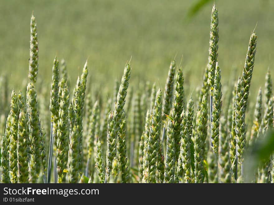 Immature grain on the field