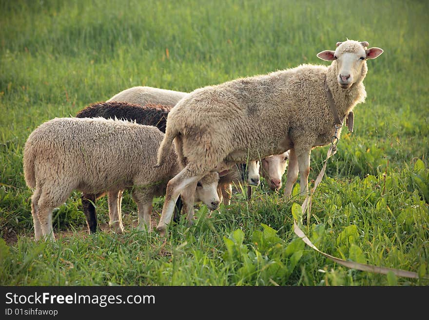 Sheep herds grazed in the field led by the leader. Sheep herds grazed in the field led by the leader