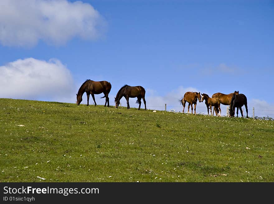 Horses on hill