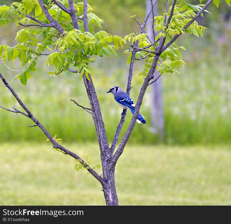 Wild Male Blue Jay Perched on tree. Wild Male Blue Jay Perched on tree