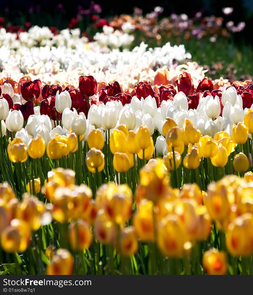 Tulips of all colors, focus in middle. Tulips of all colors, focus in middle