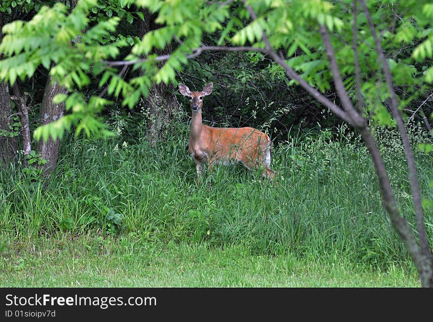 Deer in brush