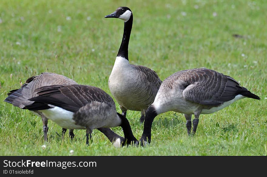 Group of four geese with heads together. Group of four geese with heads together