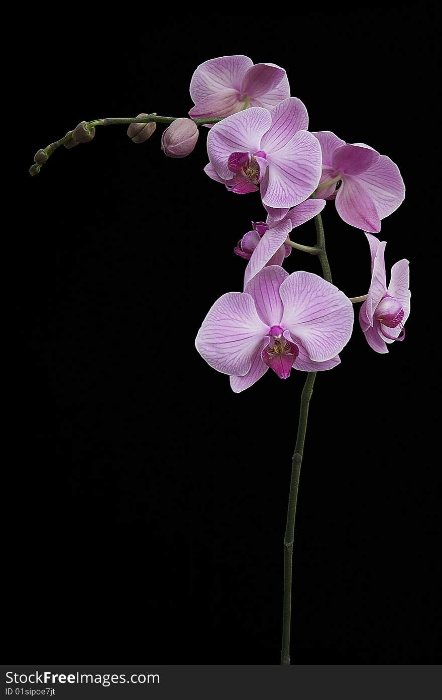 View of a Pink Orchid in bloom on a black background. View of a Pink Orchid in bloom on a black background