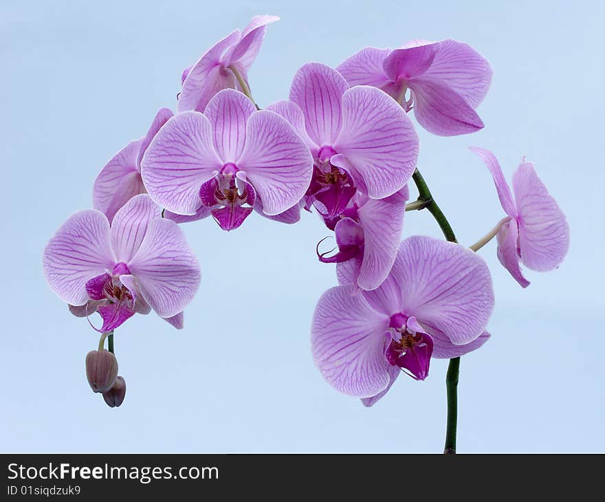 View of a Pink Orchid in bloom on a blue background. View of a Pink Orchid in bloom on a blue background