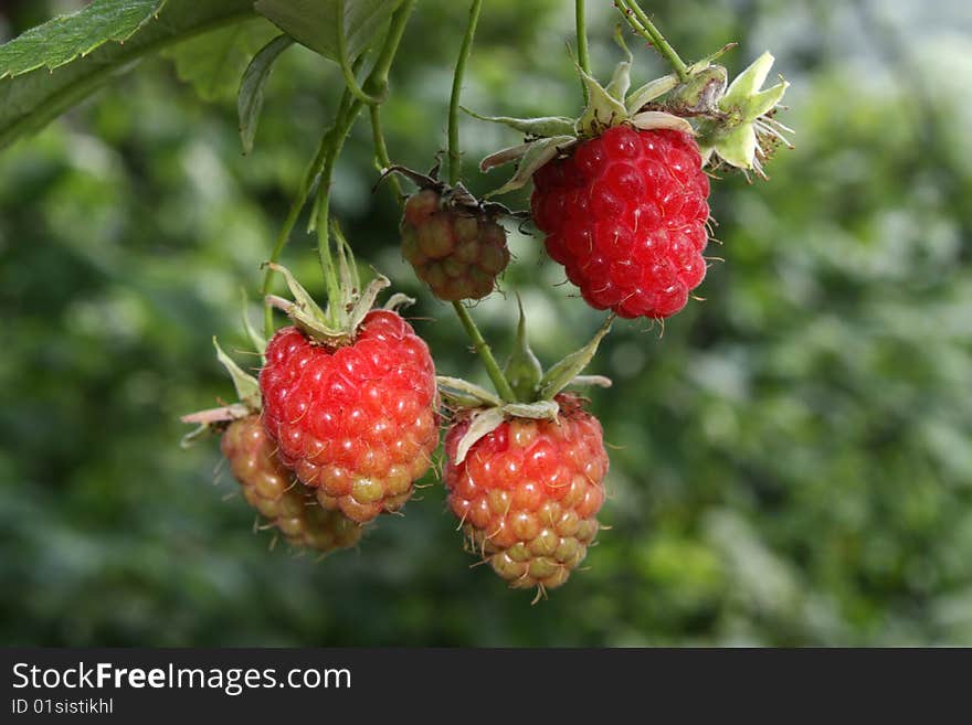 Raspberries