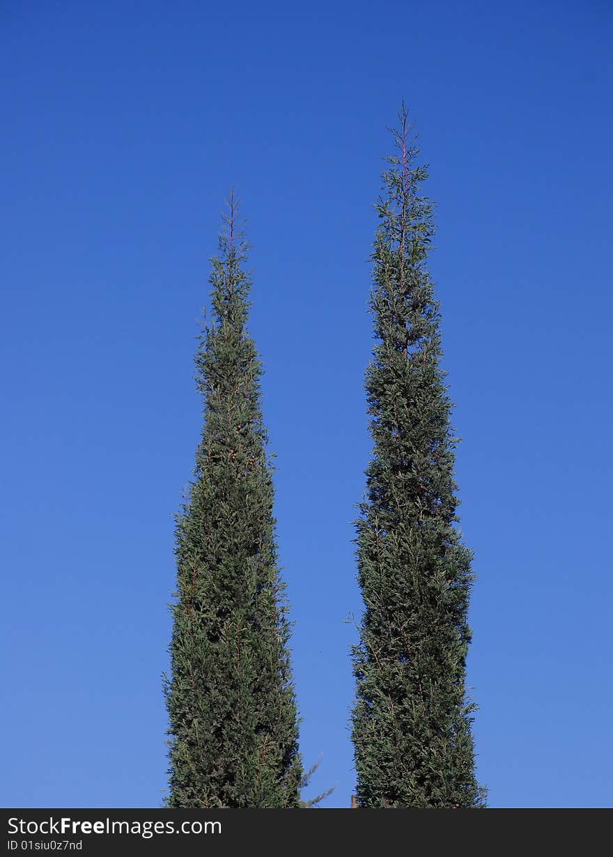 2 cypress edges almost scraping the deep blue sky. 2 cypress edges almost scraping the deep blue sky