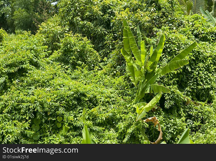 Tropical green jungle in Thailand