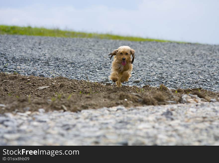 Running small dog