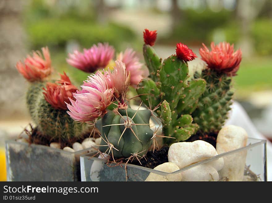 Ornament full of catus flowers. Ornament full of catus flowers