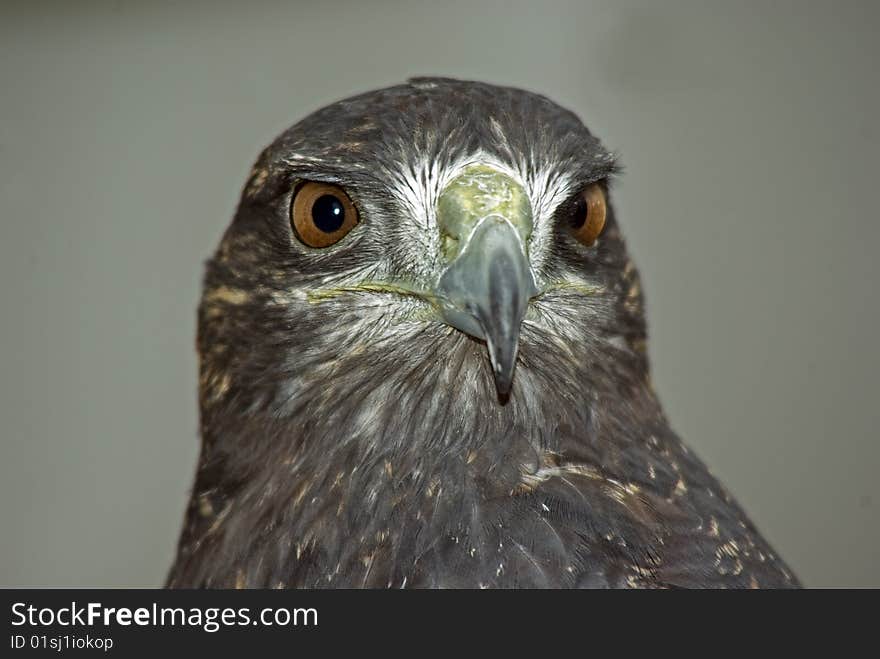 Front on View of the Chilian Eagle, also kown as the Black Chested Eagle.