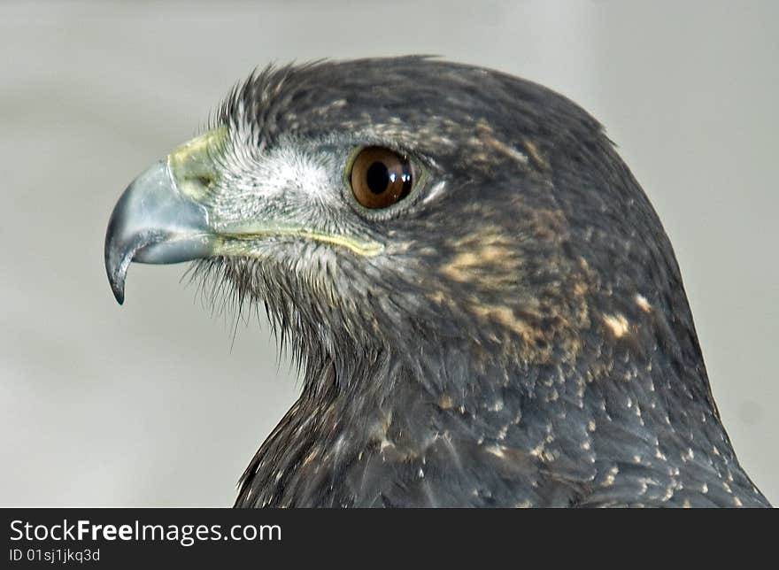 The Chilian Eagle also know as the Black Cheated Buzzard Eagle looking to the right.