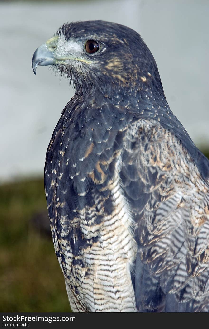 Three quarter view of the Chilian Eagle also known as the Black Chested Buzzard Eagle.