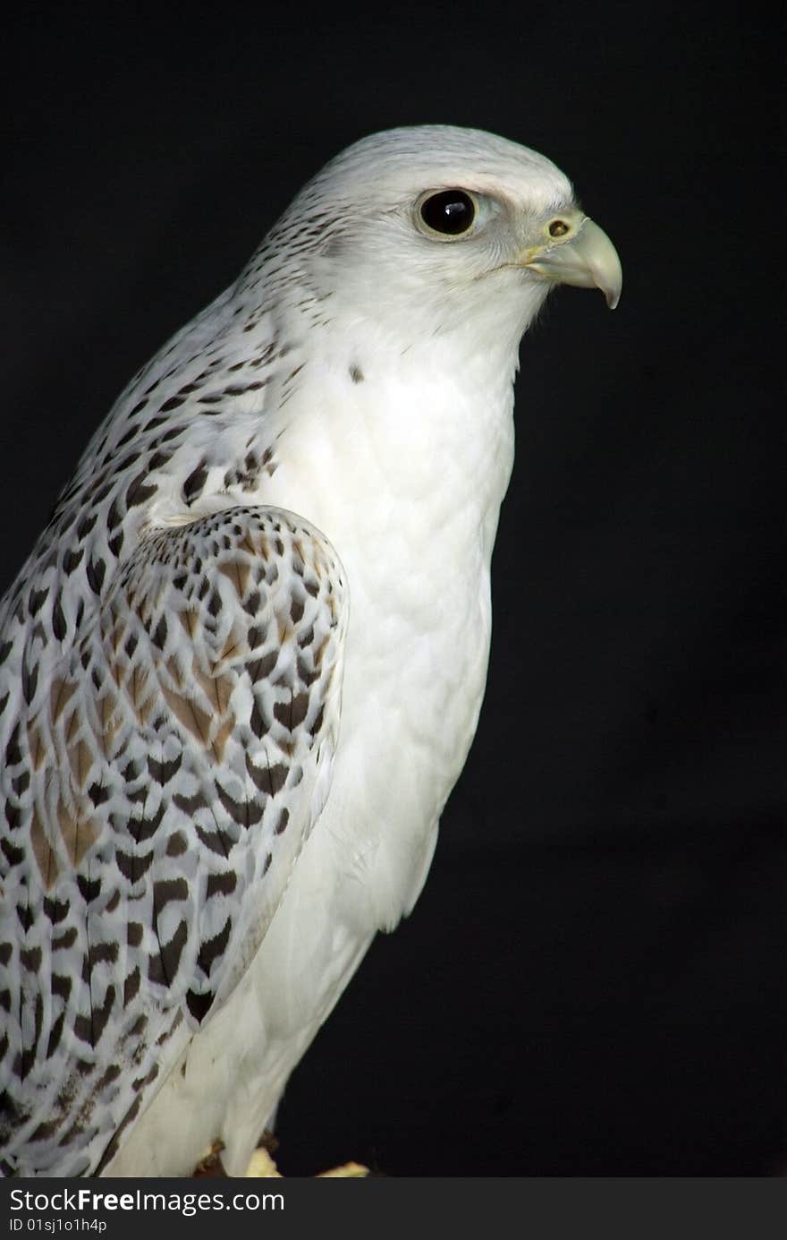 Three quarter view of the Gyrfalcon