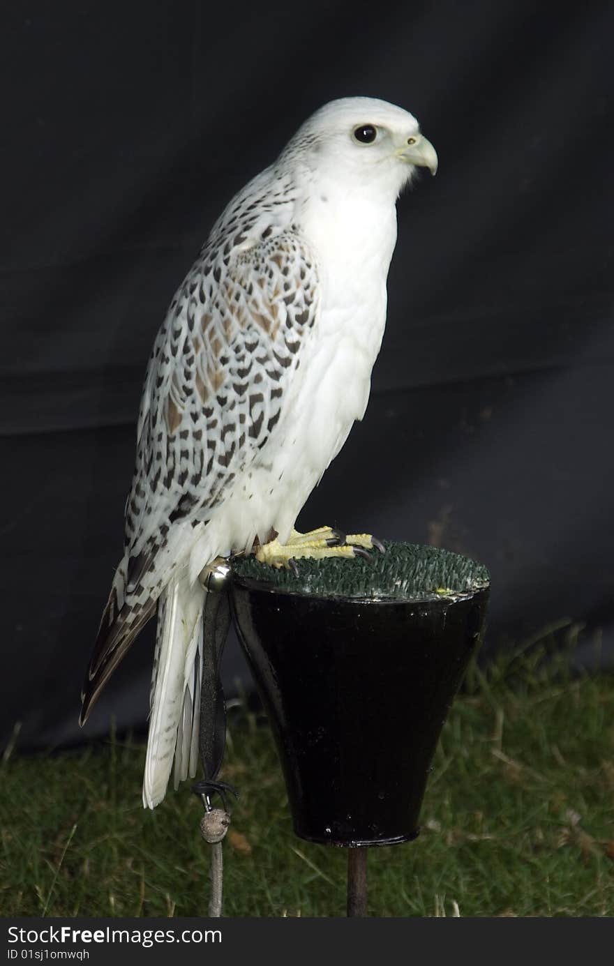 The Gyrfalcon (Disambiguation) is the largest of all Falcons.