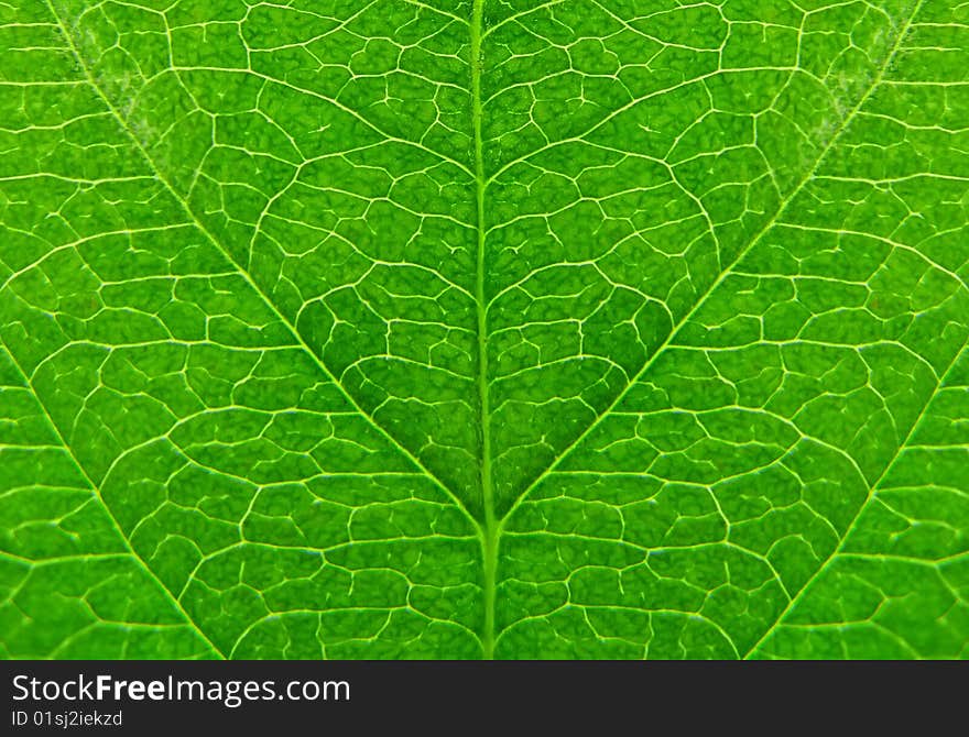 Green leaf as natural background