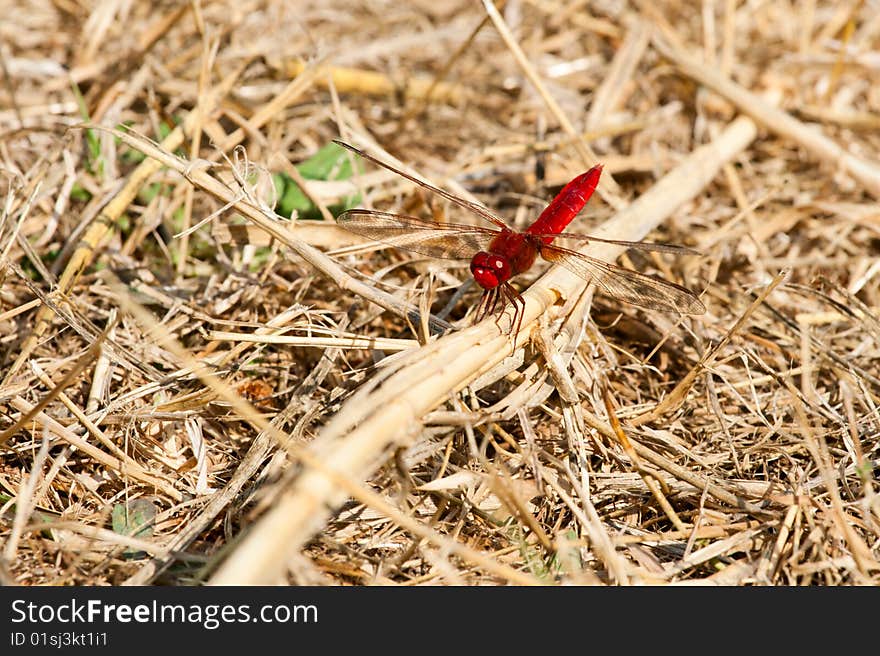 Dark red dragonfly seats on yellow dry grass.