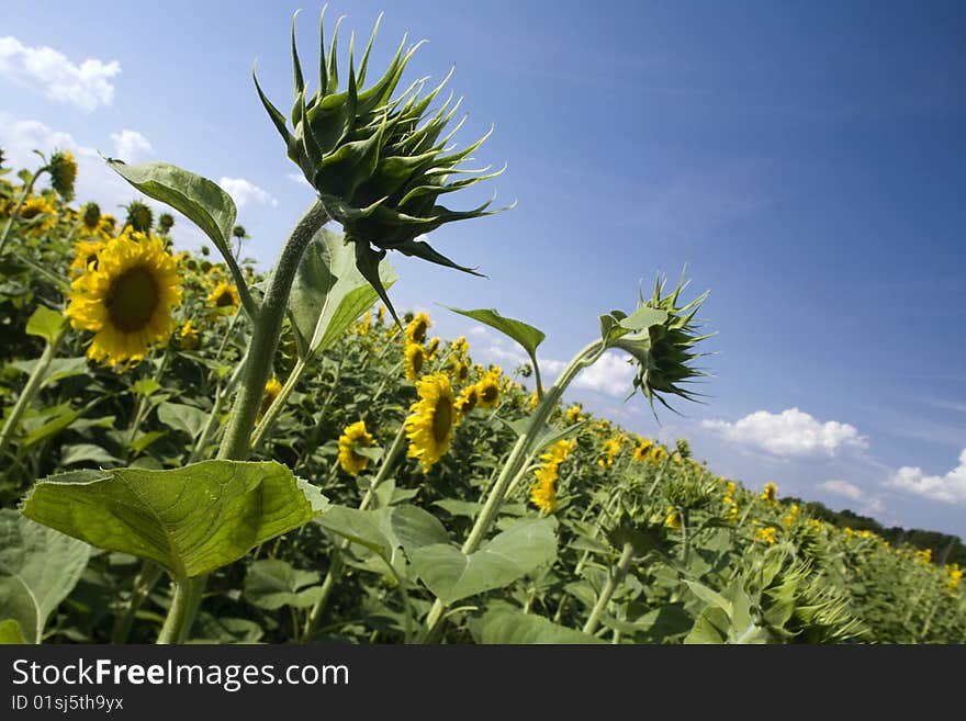 Sunflowers under the sunlight