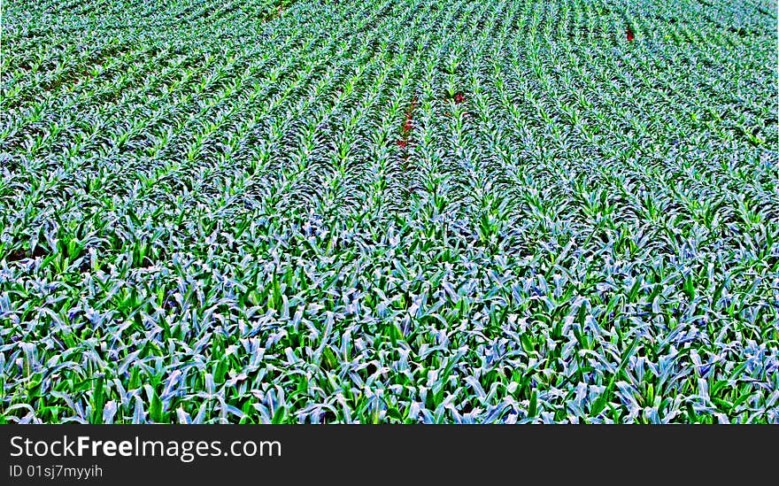 Corn Field