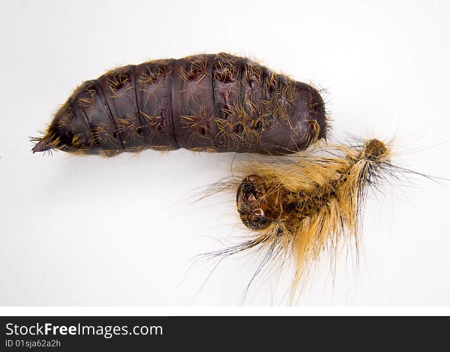 Pupal Case of a Gypsy Moth