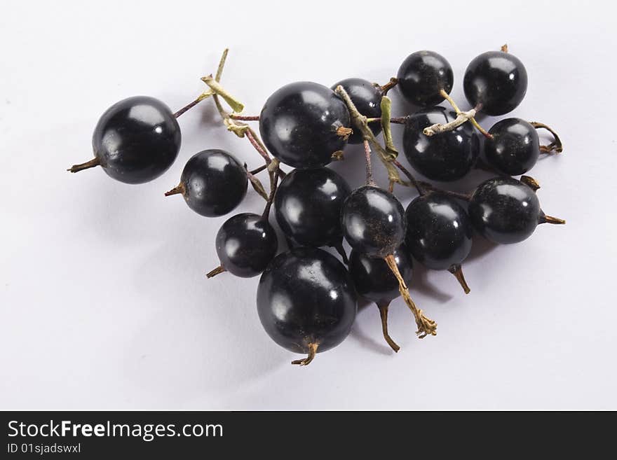 Black currant