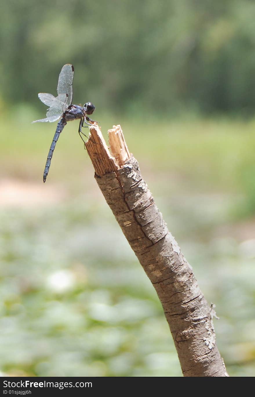 Dragonfly on a branch - profile