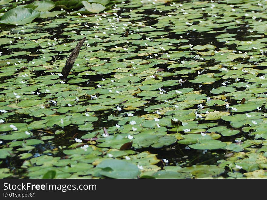 Green lilly pads with white flowers floating on a clear still lake in summer