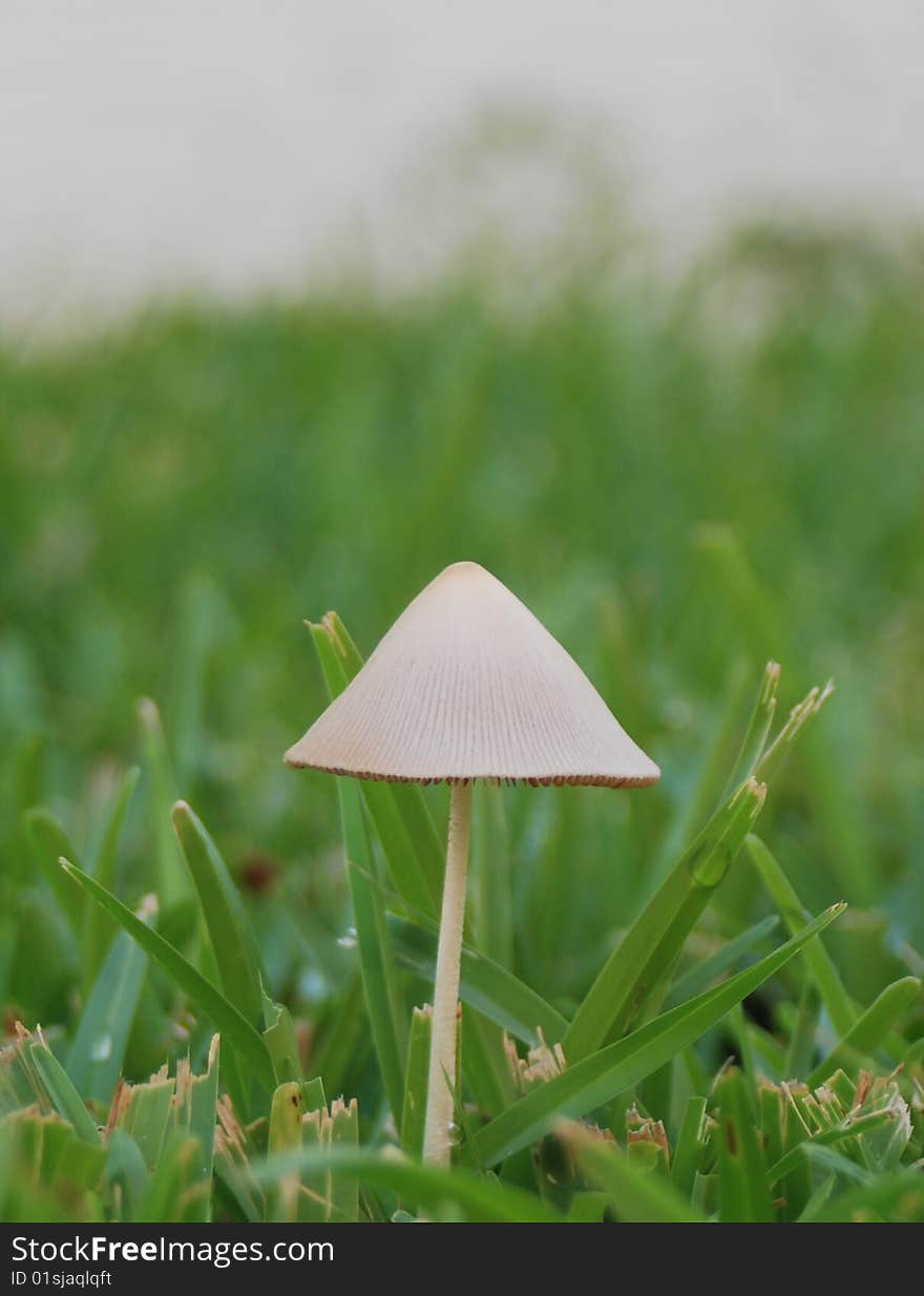 A single, small, thin mushroom growing in lush grass in summer. A single, small, thin mushroom growing in lush grass in summer