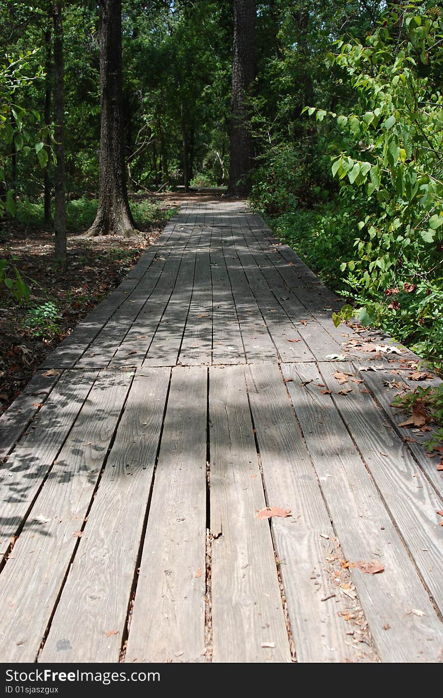 Walkway In The Woods