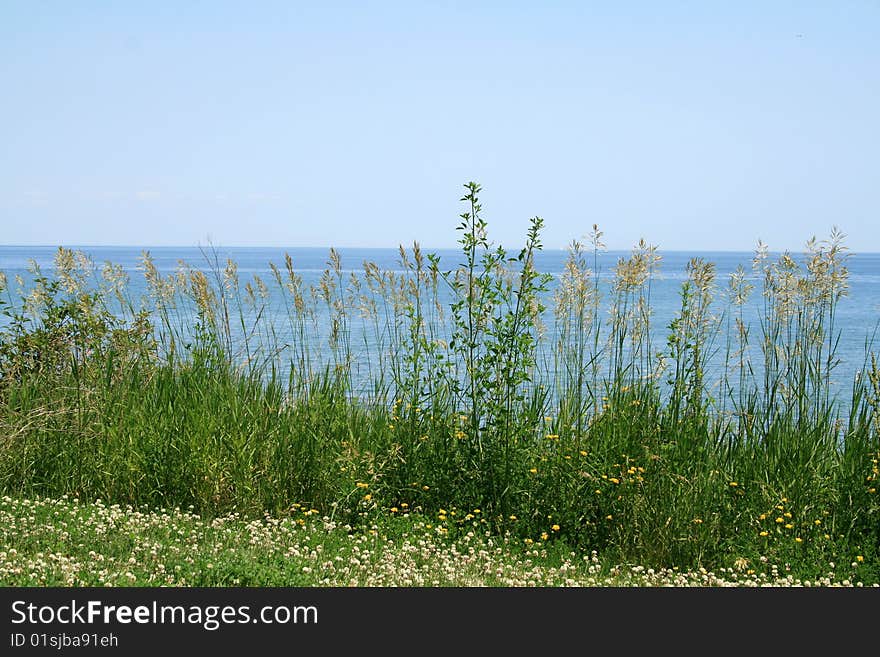 Summer landscape with water and flowers. Summer landscape with water and flowers