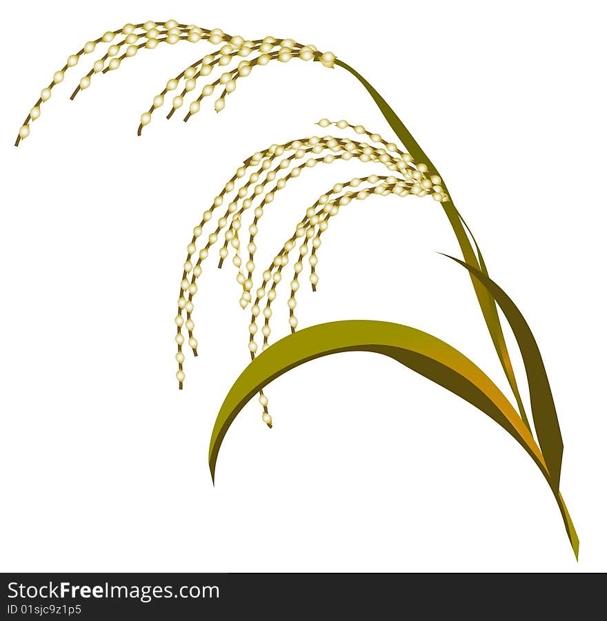 The ripened ear of a reed on a white background