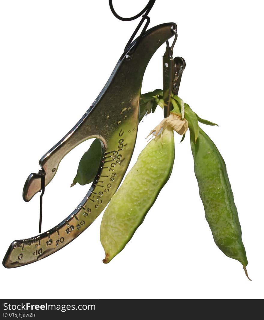 Pea pods being weight with small scale. Pea pods being weight with small scale.