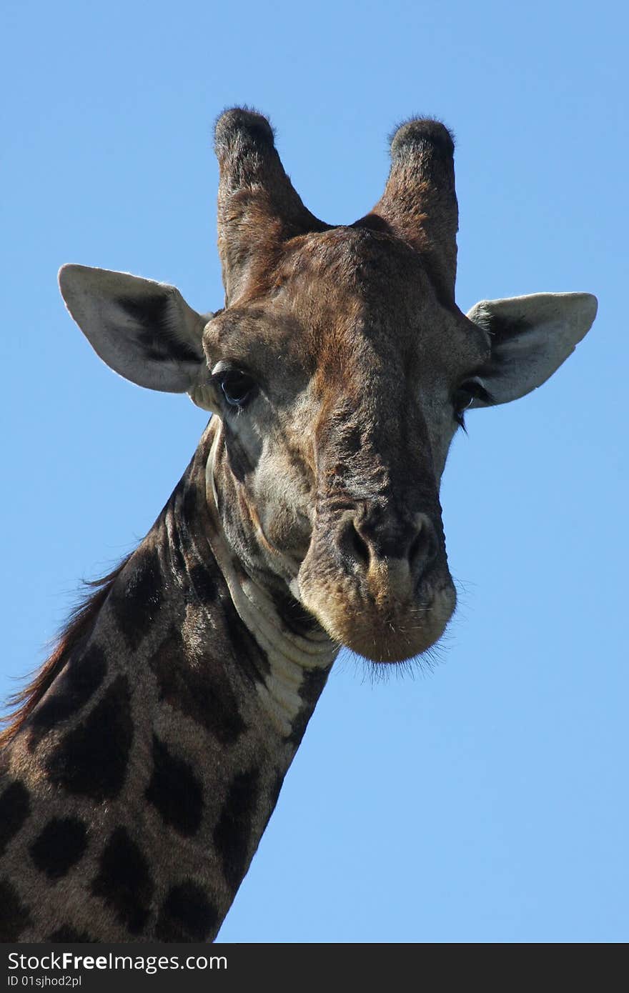 Close-up portrait o of giraffe.