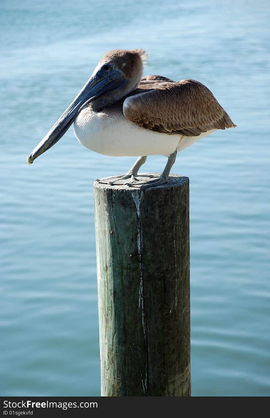 Pelican on wharf