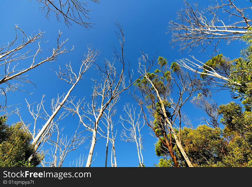 Bare Trees In Forest