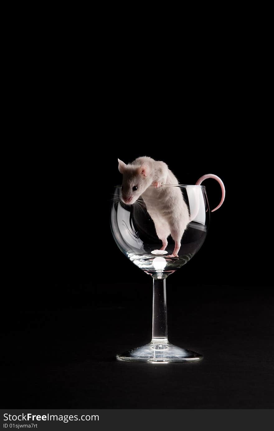 White mouse in glass isolated over black