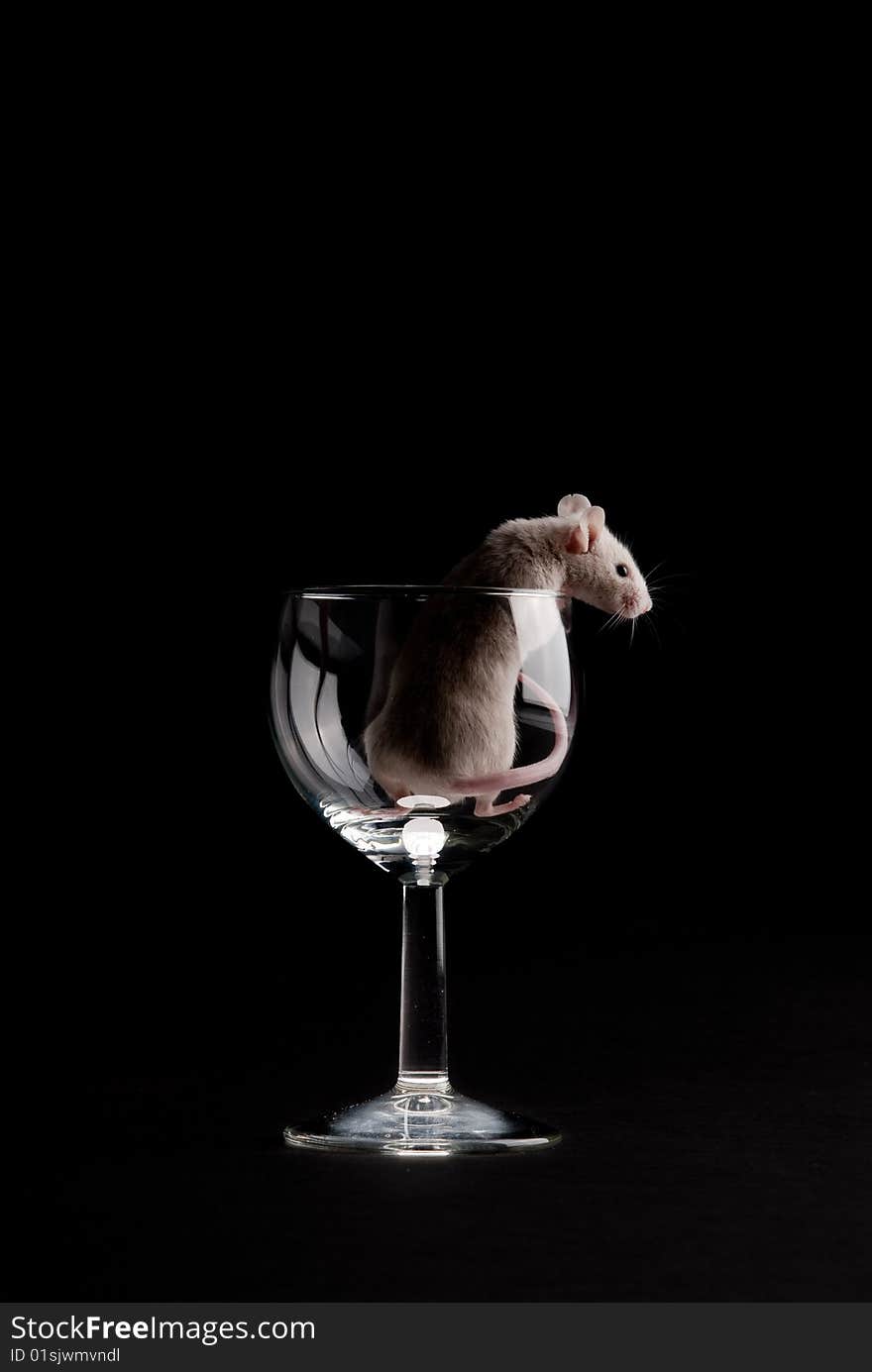 Mouse in glass isolated over black