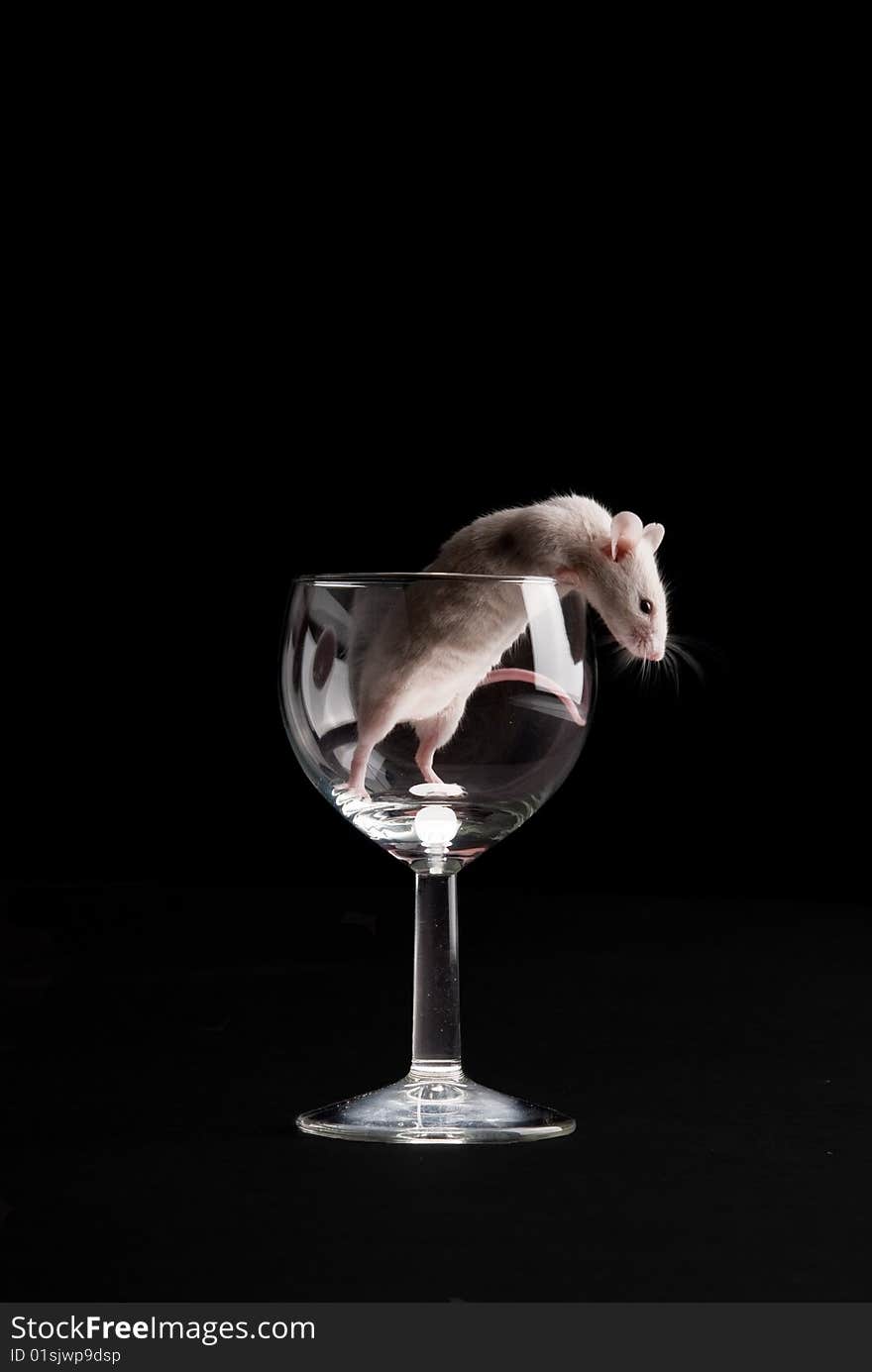 Mouse in glass isolated over black