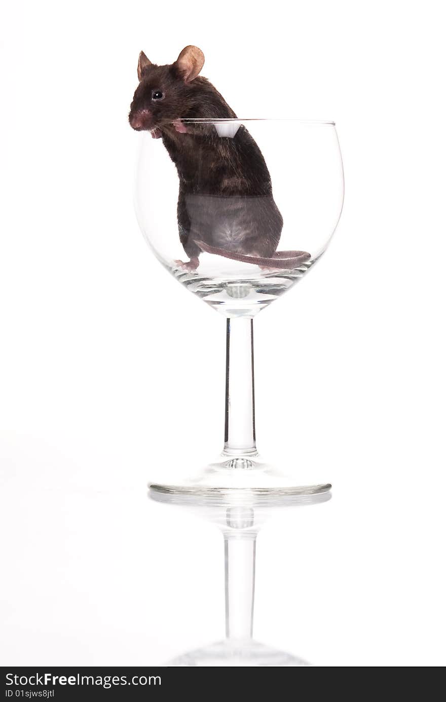 Black mouse in glass isolated over white