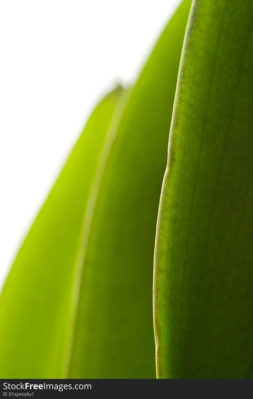 Three palm tree leaves background isolated