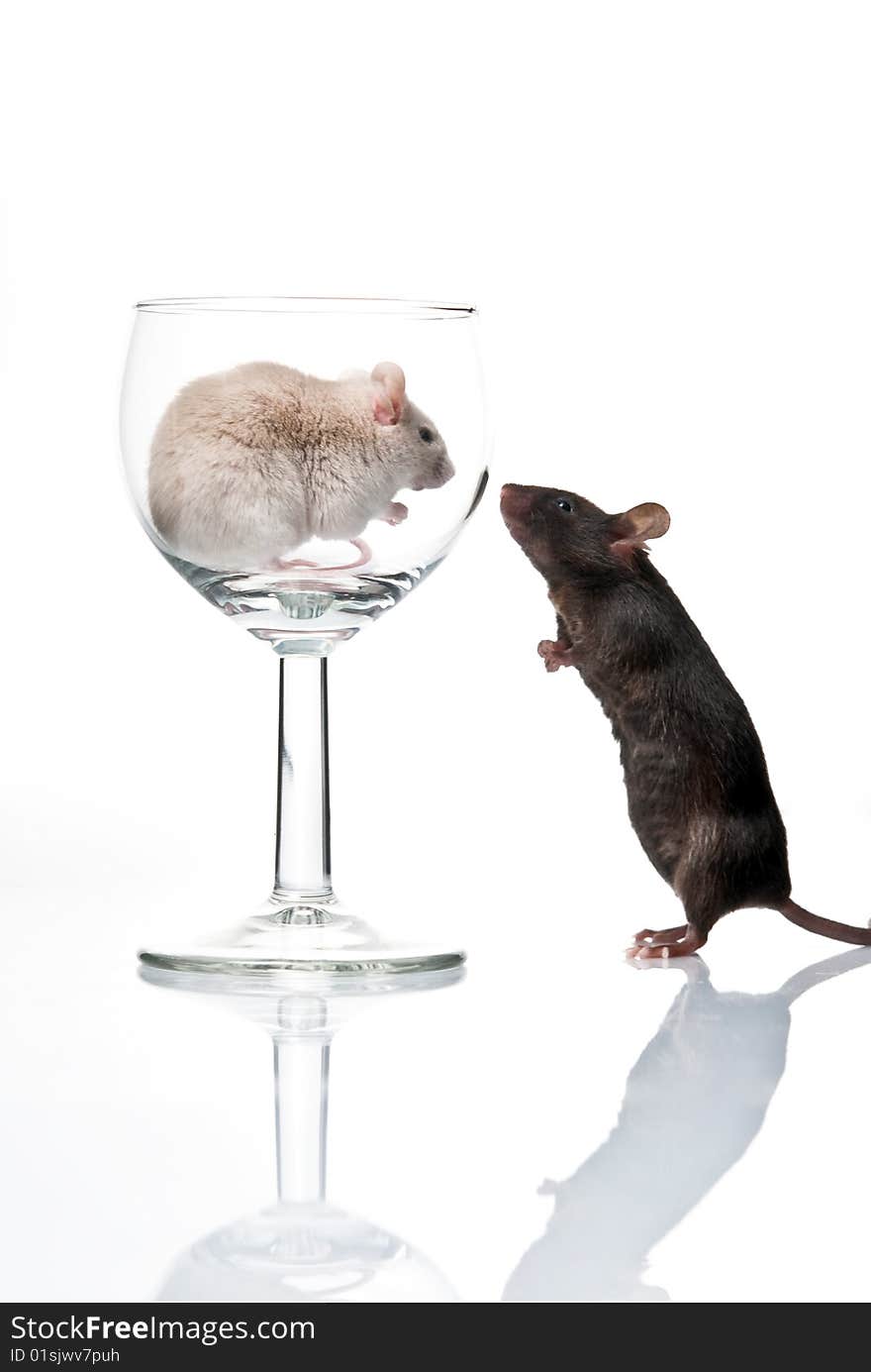 White, black mouse and glass isolated over white. White, black mouse and glass isolated over white