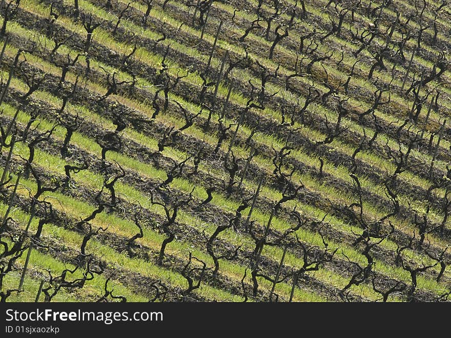 Vineyards of Portugal - Portugal - Europe