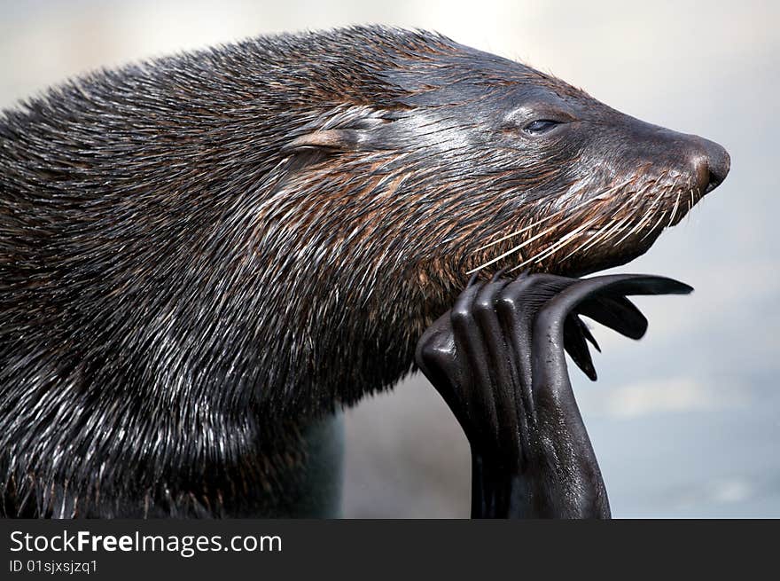 Close-up image of female  walrus poses. Close-up image of female  walrus poses.