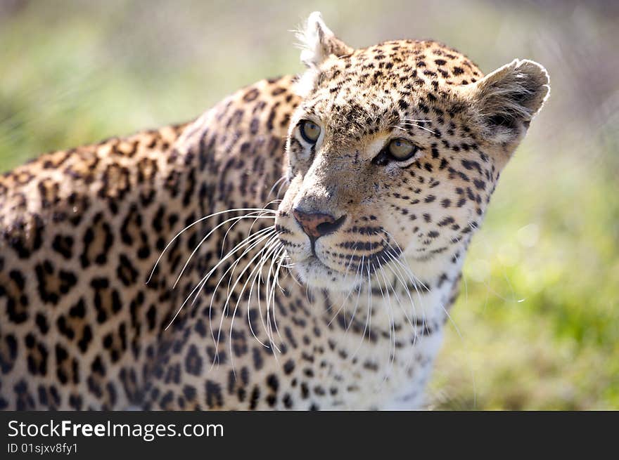 Portrait of leopard on a deserts in South Africa. Portrait of leopard on a deserts in South Africa