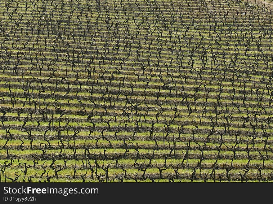 Vineyards of Portugal - Portugal - Europe