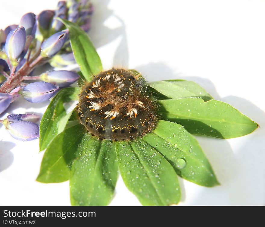 Shaggy caterpillar on green sheet with water drops