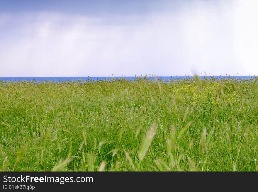 Ears field near the sea, with arriving rain showers. Ears field near the sea, with arriving rain showers.