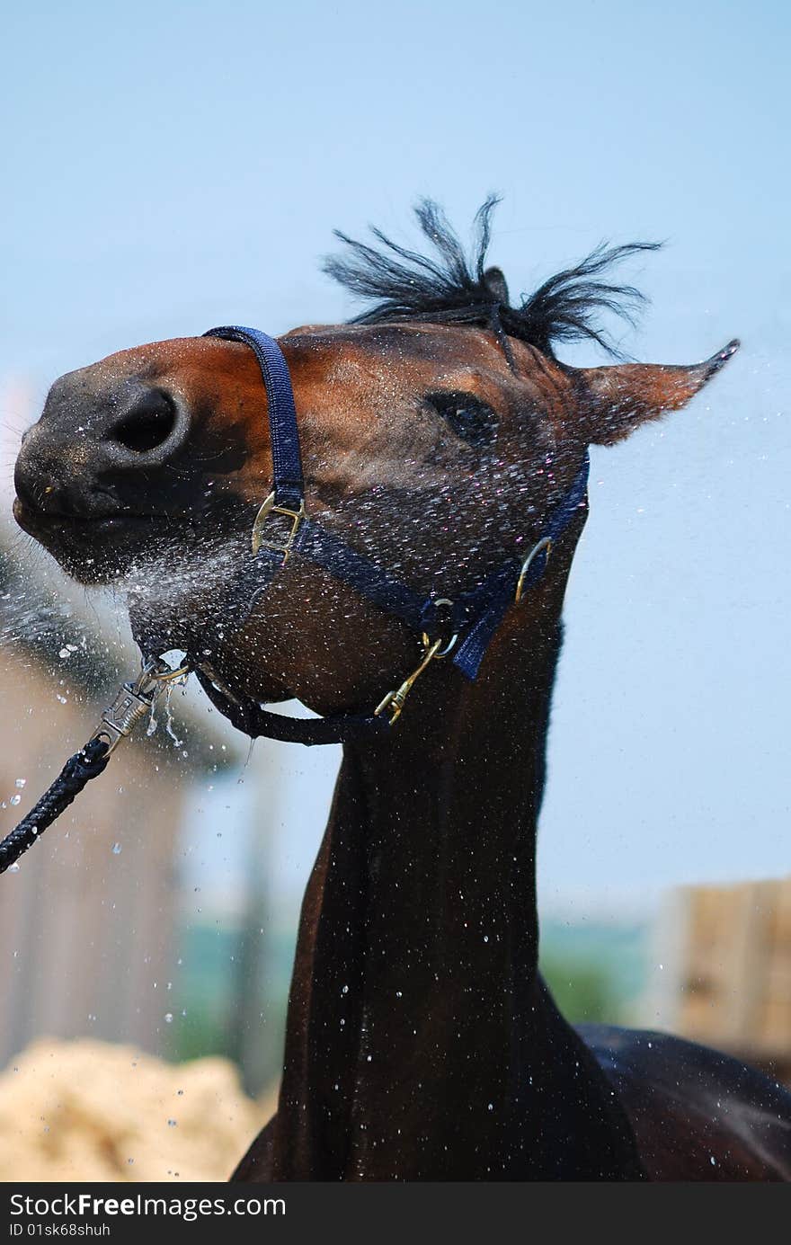 Horse Is Swimming