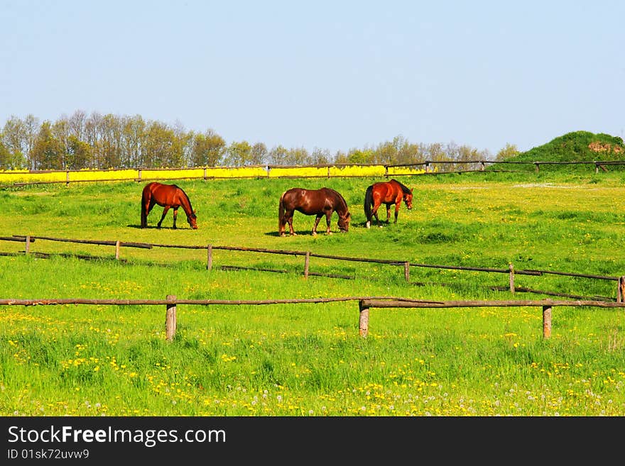 Three brown horses and green grass